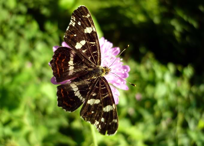 Butterfly on a flower