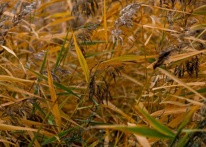 reed