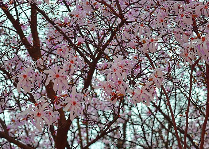 Spring in Italy
