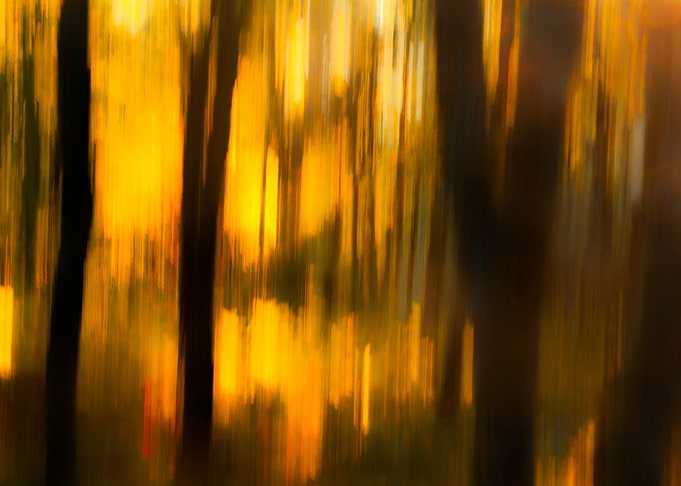 Trees in Motion Fall 2