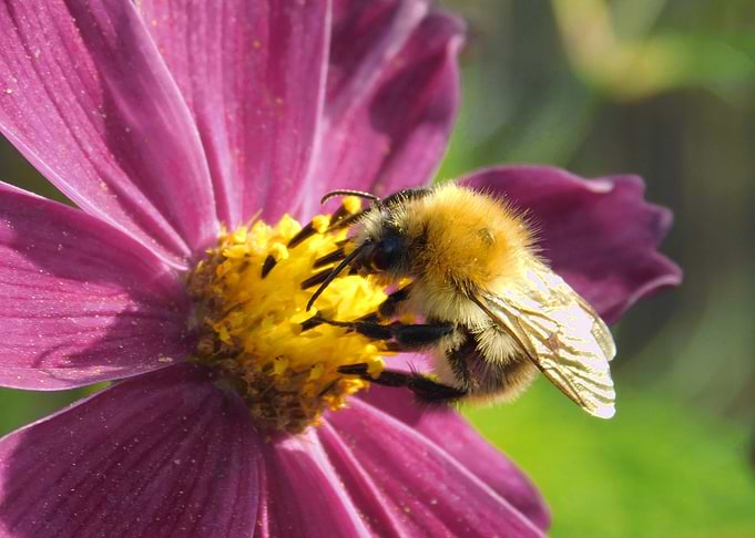 Bumblebee