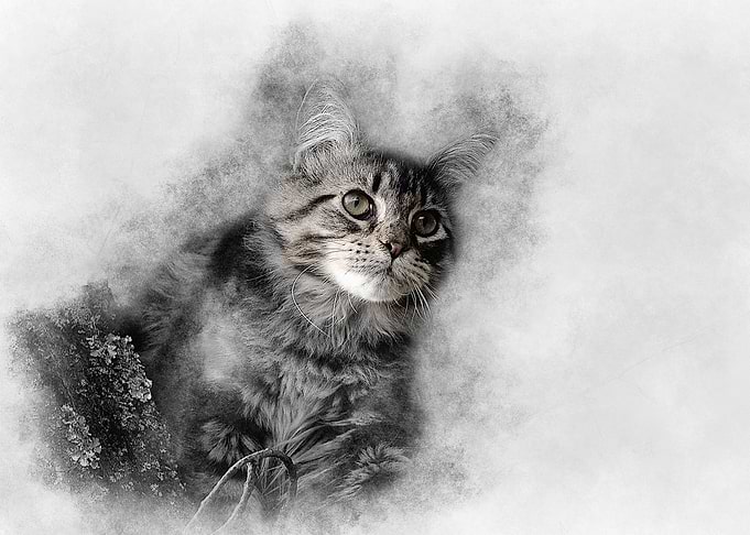 The Maine coon