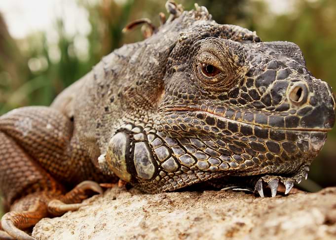 Lizard