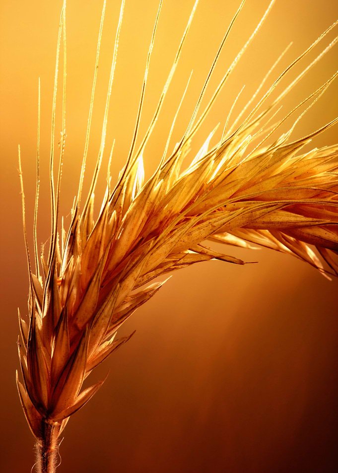 Wheat macro