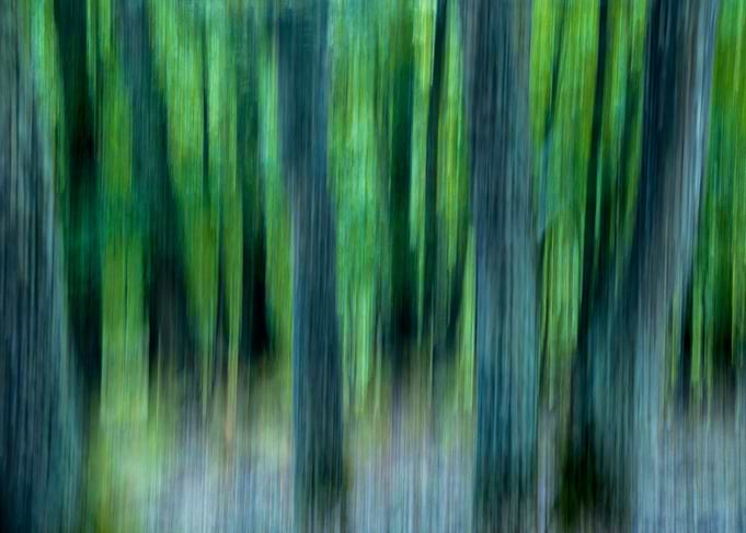Trees in Motion Fall 3