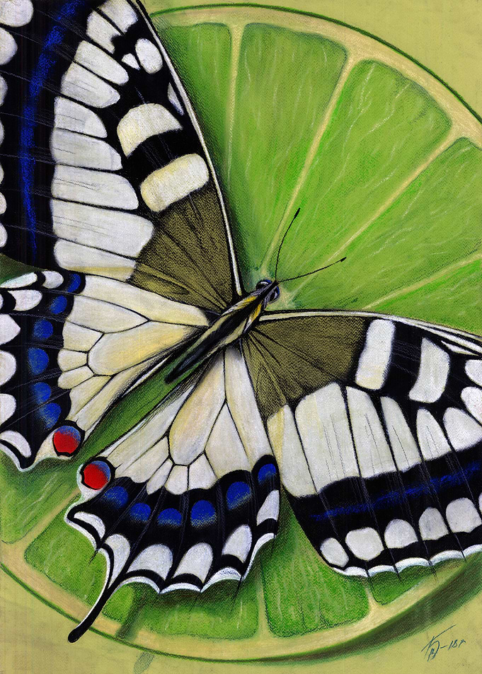 Butterfly Designs 6