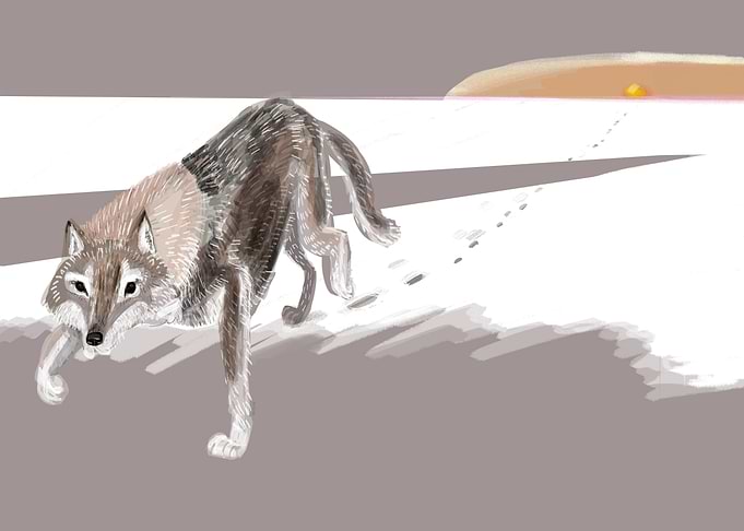 Siberian Wolf
