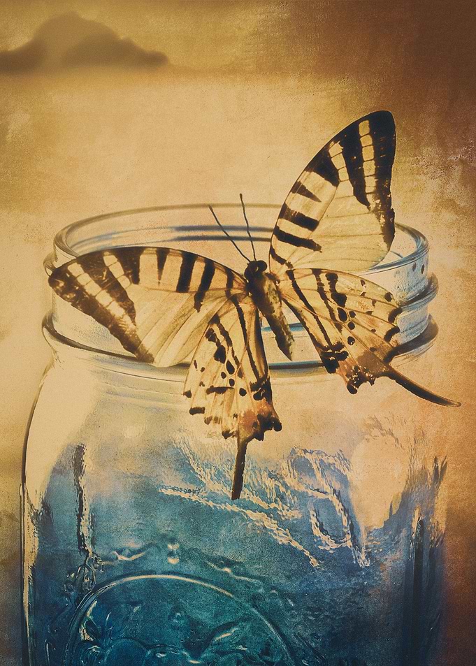 Butterflies Are Free