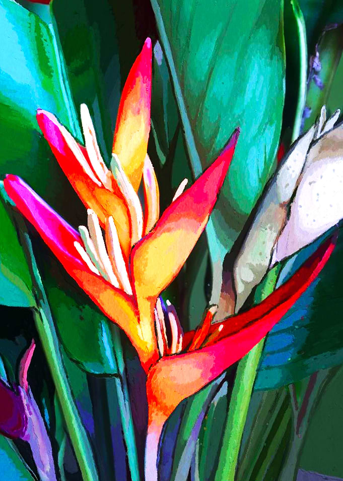 Paradise Bird Strelizia
