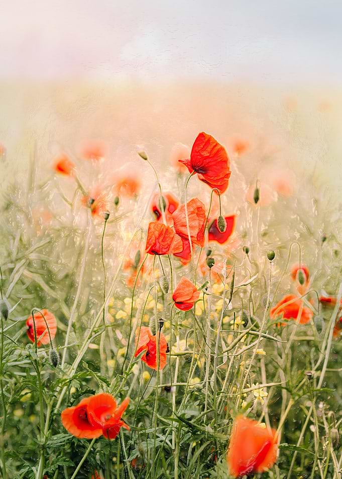 Red Poppy Seed