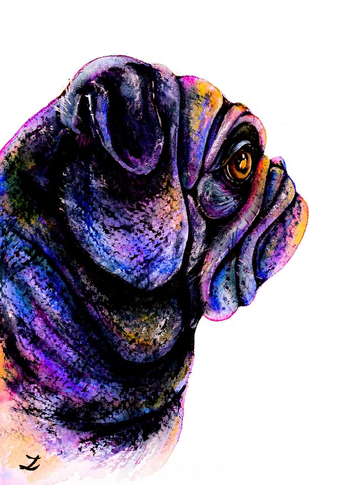 Black Pug