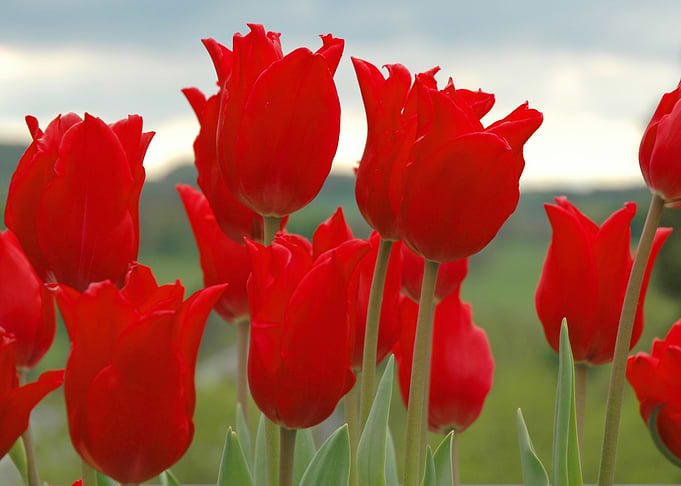 Tulips are Red