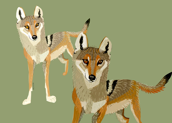 Indian Wolves