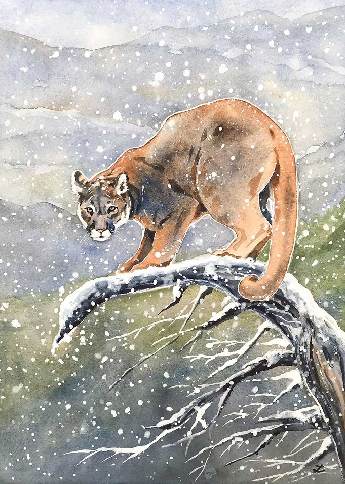 Cougar