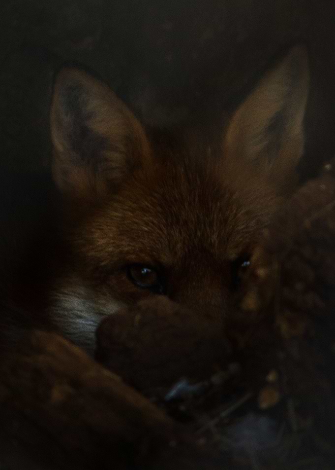 Fox
