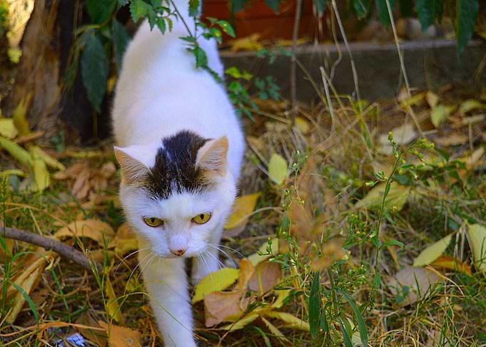 Cat