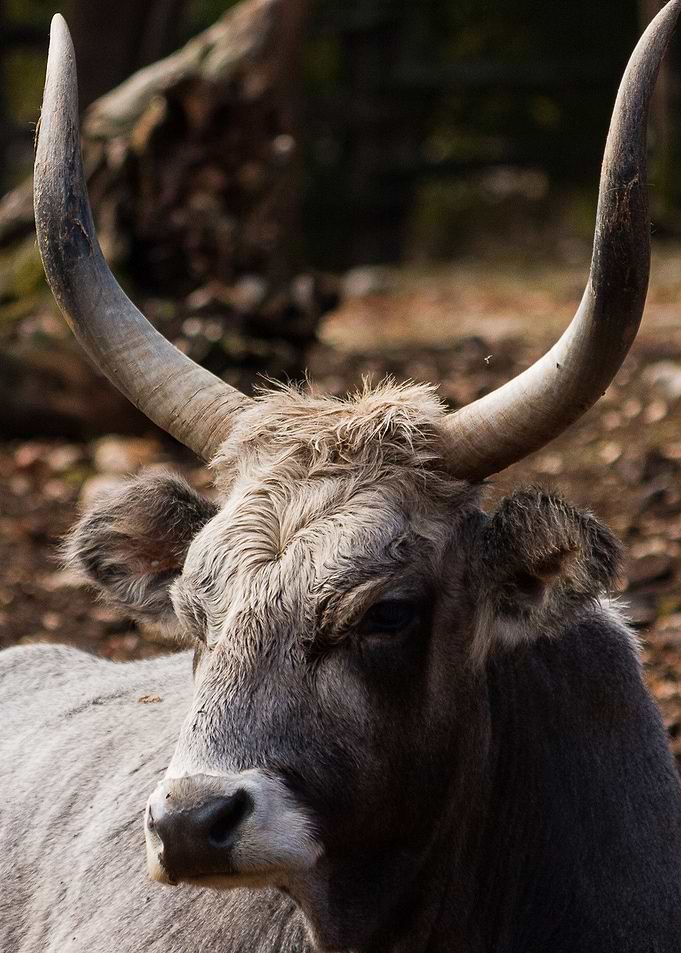 Silver ox