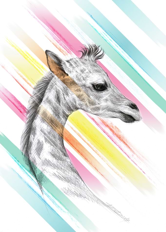 Baby giraffe
