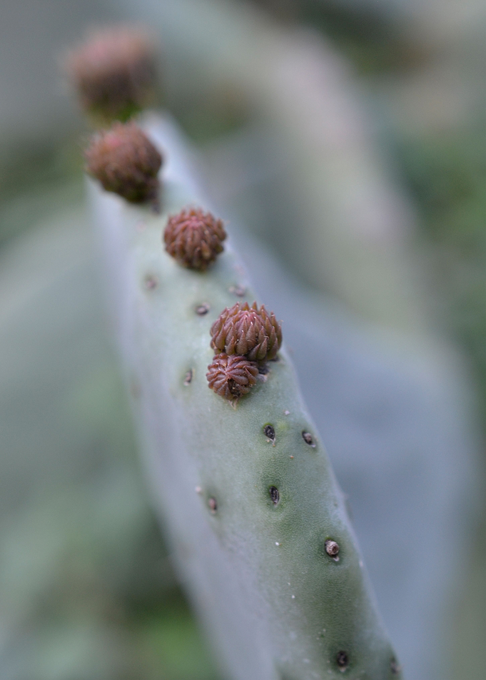 Macrocactus