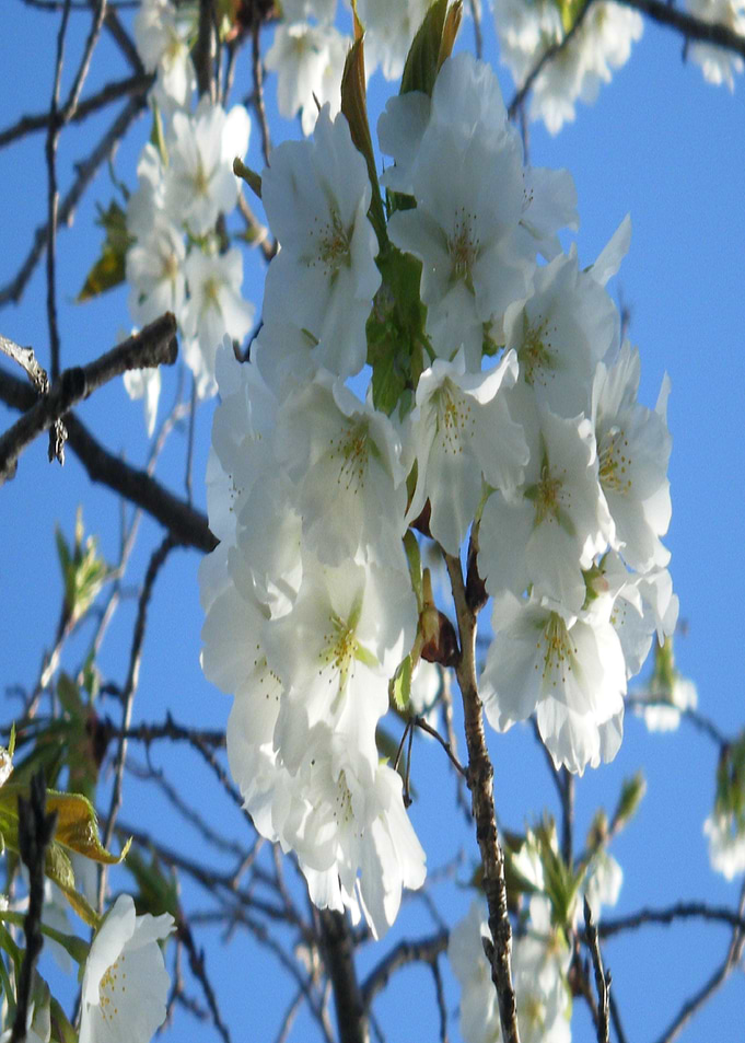 White Blossom