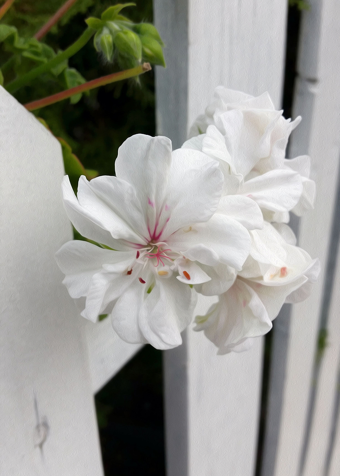 shades of white