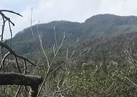 Rainforest Peaks