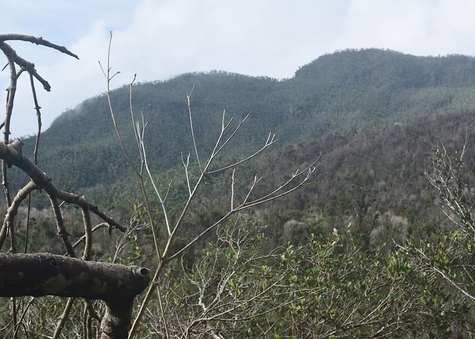 Rainforest Peaks