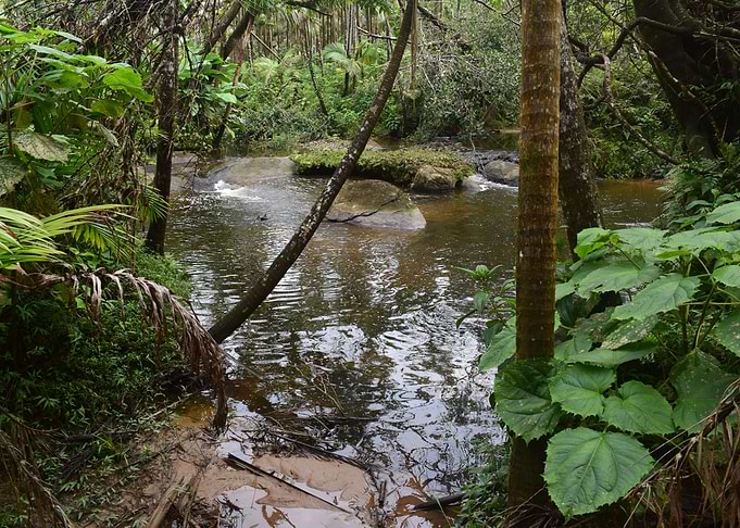 Rio Sabana Streams