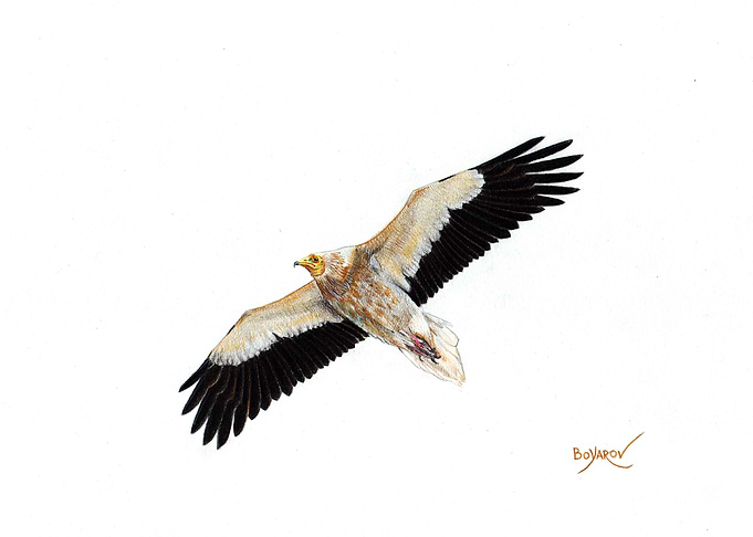 Egyptian vulture