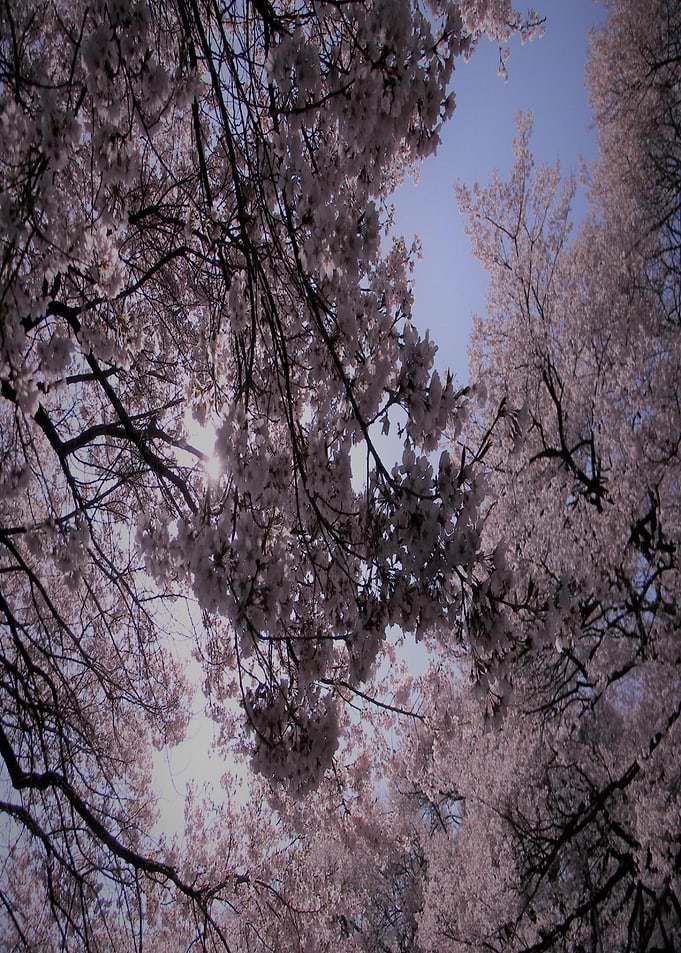 Cherry Blossom Sunlight