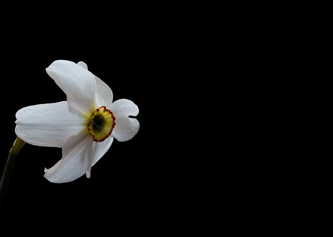 Narcissus Daffodils