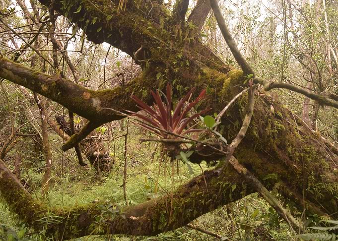 Rio Sabana Trail Bromeliad