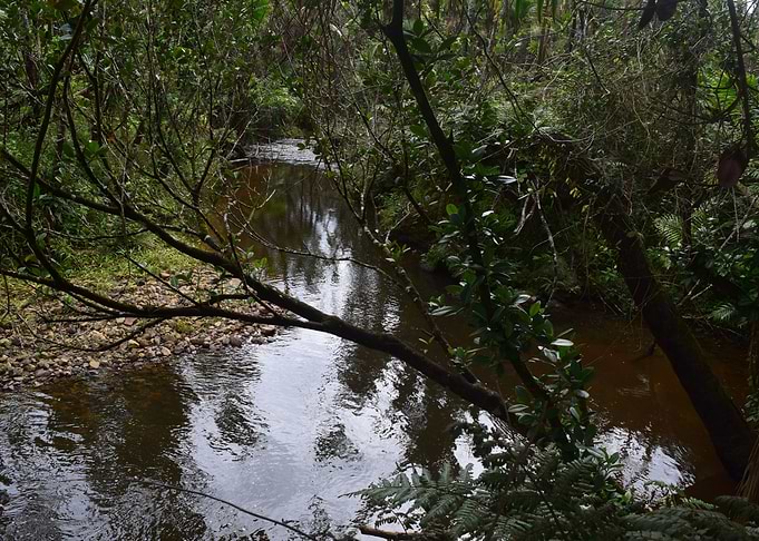 Rio Sabana River Curve