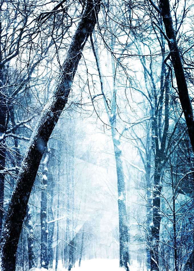 Winter Tree IV