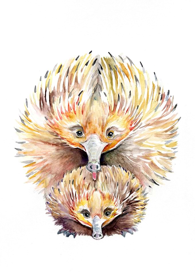 Enigmatic Echidnas