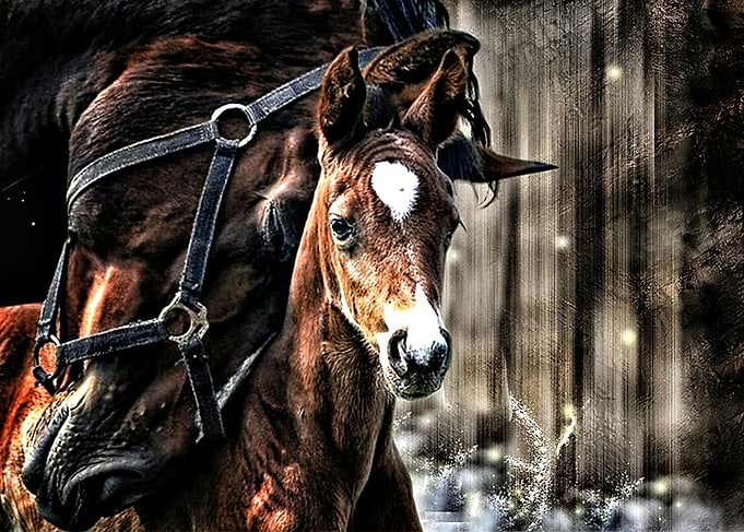 Horses