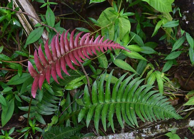 Ferns on Rio Sabana Trail