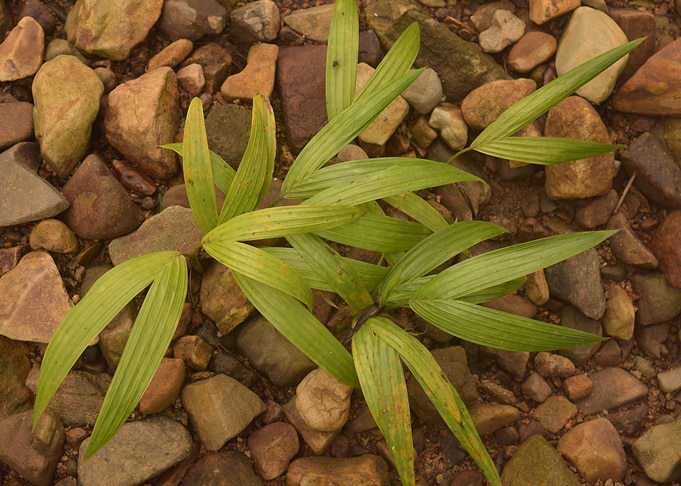 Sierra Palm Sprouts