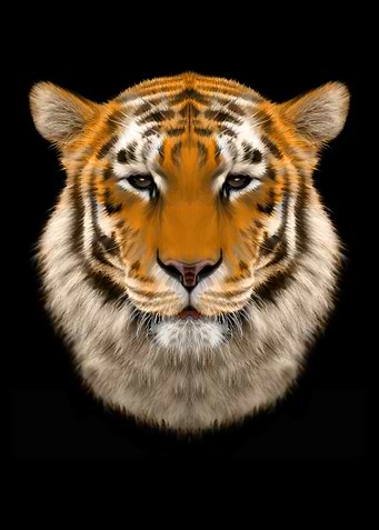 TigerfaceOCT18