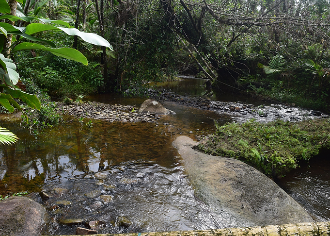 Rain Forest Sabana River