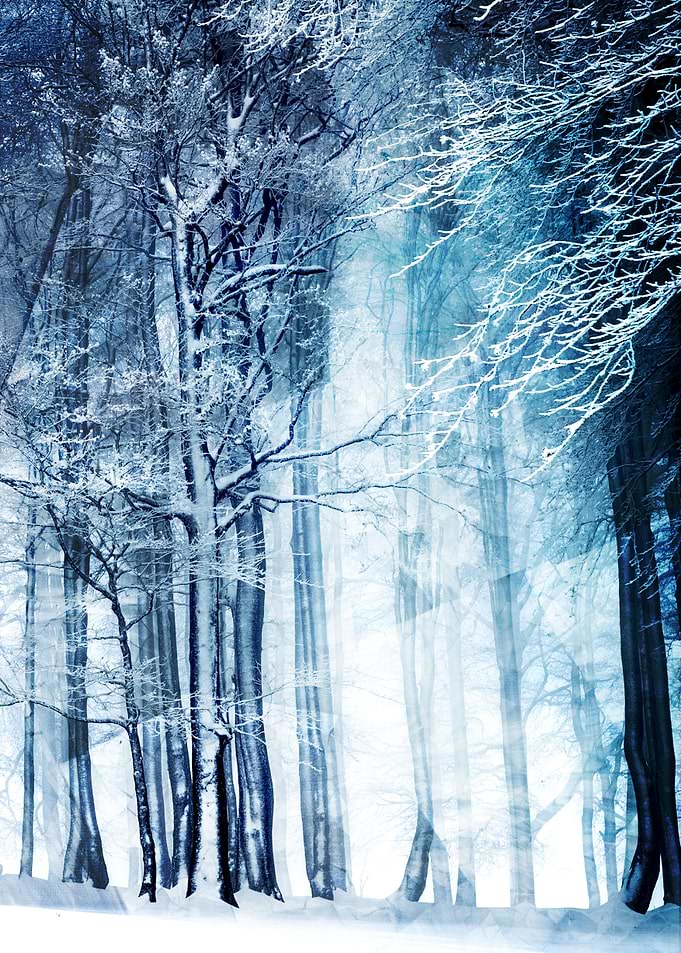 Winter Tree I
