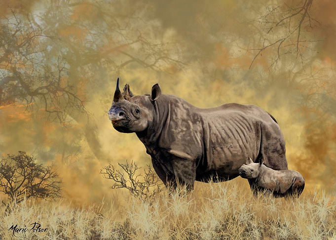 Black Rhino