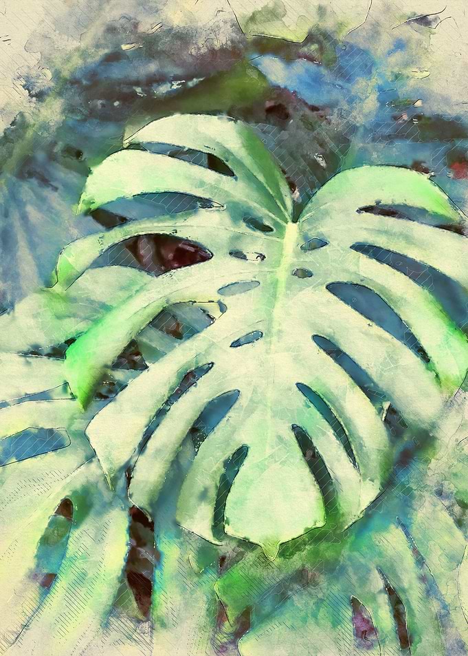 monstera watercolour