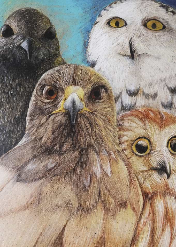 Birds