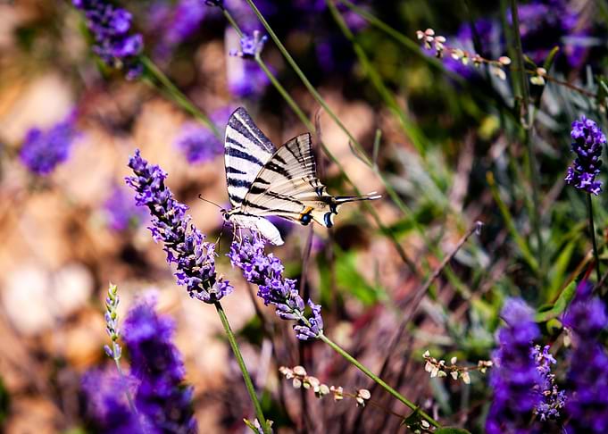 Lavender butterfly