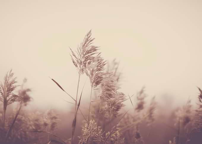 Faded Moments