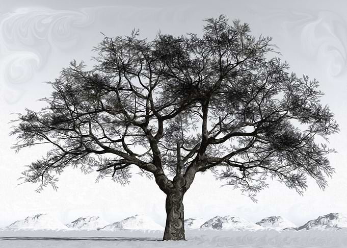 Winter Reflection