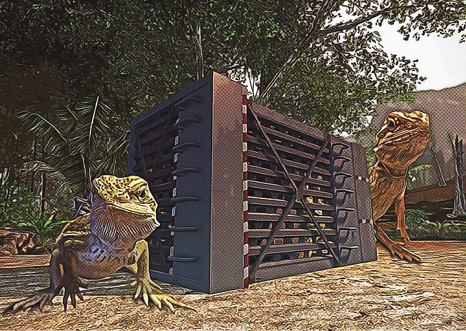 Busted out Beardies