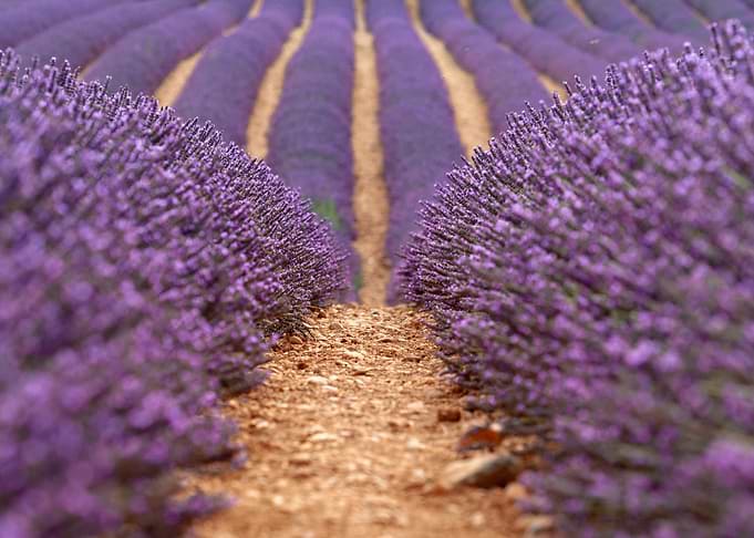 Lavender field
