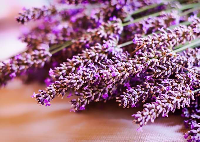 lavender bouquet